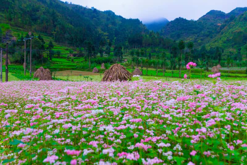 hà giang mùa hoa tam giác mạch